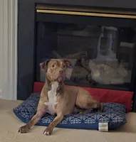 Waffles, a female American Pit Bull Terrier for sale in Troutman, NC – 1 of 2