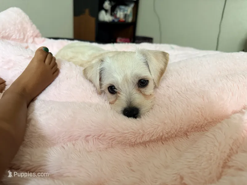 Bear – Chihuahua, Pomeranian puppy for sale in Denver, CO