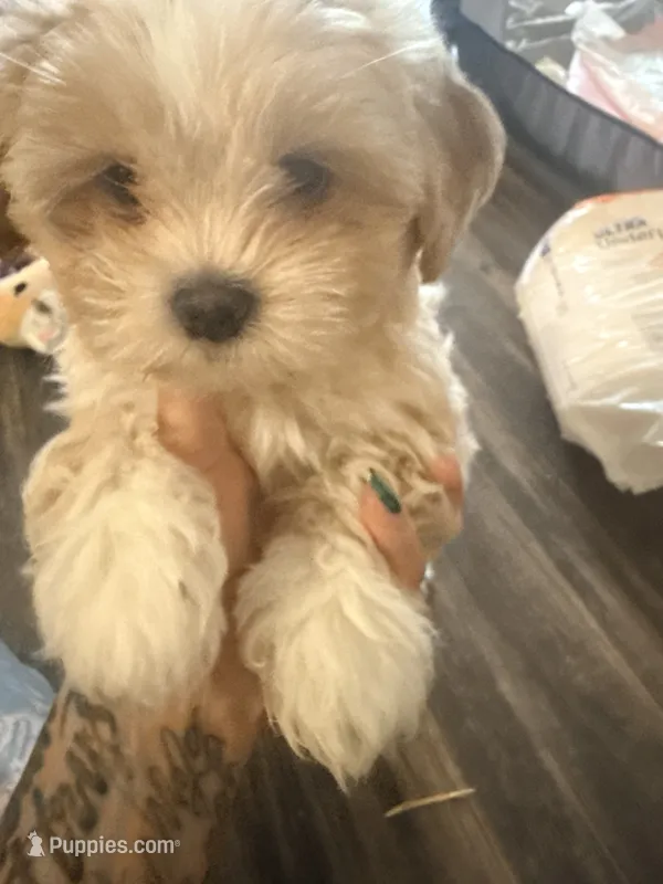 Cinnamon  – Maltipoo puppy for sale in Denver, CO