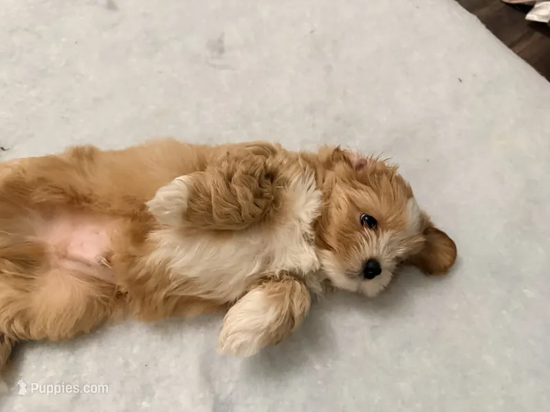 Brownie – Maltipoo puppy for sale in Denver, CO