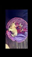 Bear, a male Chihuahua and Pomeranian for sale in Denver, CO – 4 of 7