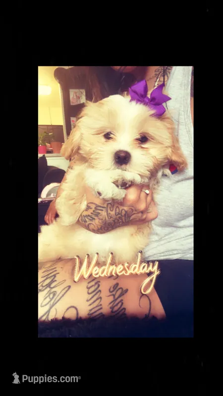 Nallah – Maltipoo puppy for sale in Denver, CO