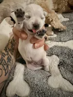 Bear, a male Chihuahua and Pomeranian for sale in Denver, CO – 7 of 7