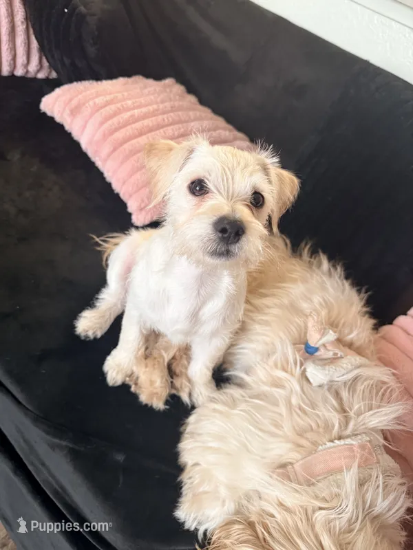 Bear – Chihuahua, Pomeranian puppy for sale in Denver, CO