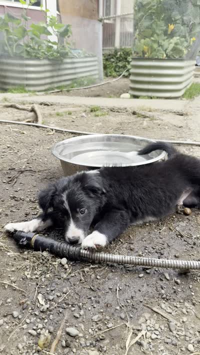 Herculies, a male Border Collie for sale in Grapeview, WA – 10 of 10