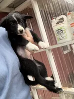 Herculies, a male Border Collie for sale in Grapeview, WA – 2 of 10