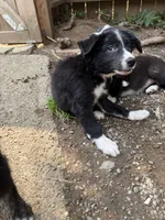 Herculies, a male Border Collie for sale in Grapeview, WA – 3 of 10