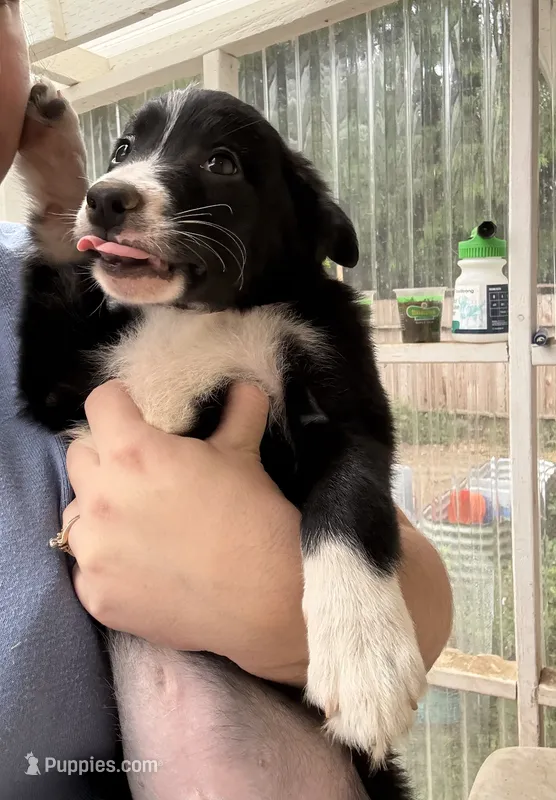 Herculies – Border Collie puppy for sale in Grapeview, WA