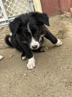 Herculies, a male Border Collie for sale in Grapeview, WA – 4 of 10