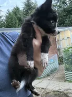 Pegasus, a female Border Collie for sale in Grapeview, WA – 3 of 10