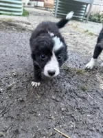 Pegasus, a female Border Collie for sale in Grapeview, WA – 4 of 10