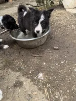 Pegasus, a female Border Collie for sale in Grapeview, WA – 6 of 10