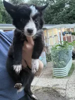 Pegasus, a female Border Collie for sale in Grapeview, WA – 1 of 10