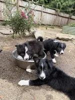 Pegasus, a female Border Collie for sale in Grapeview, WA – 2 of 10