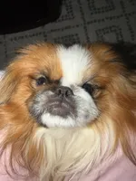 Smooky, a male Pekingese for sale in Lees Summit, MO – 2 of 6
