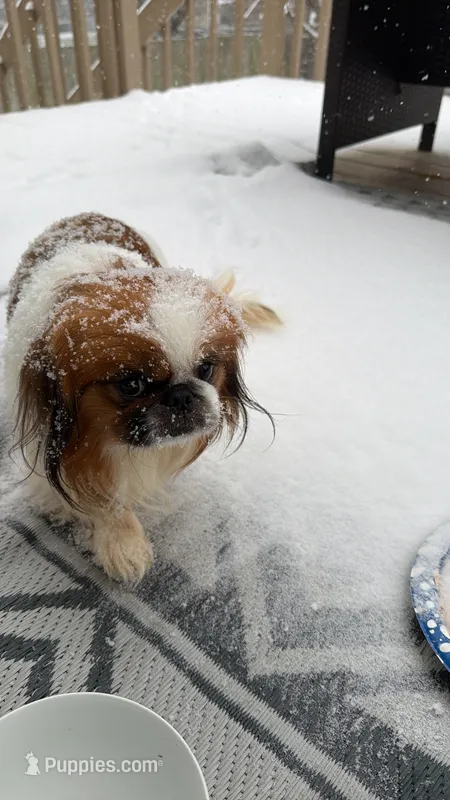 Smooky – Pekingese puppy for sale in Lees Summit, MO