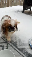 Smooky, a male Pekingese for sale in Lees Summit, MO – 1 of 6