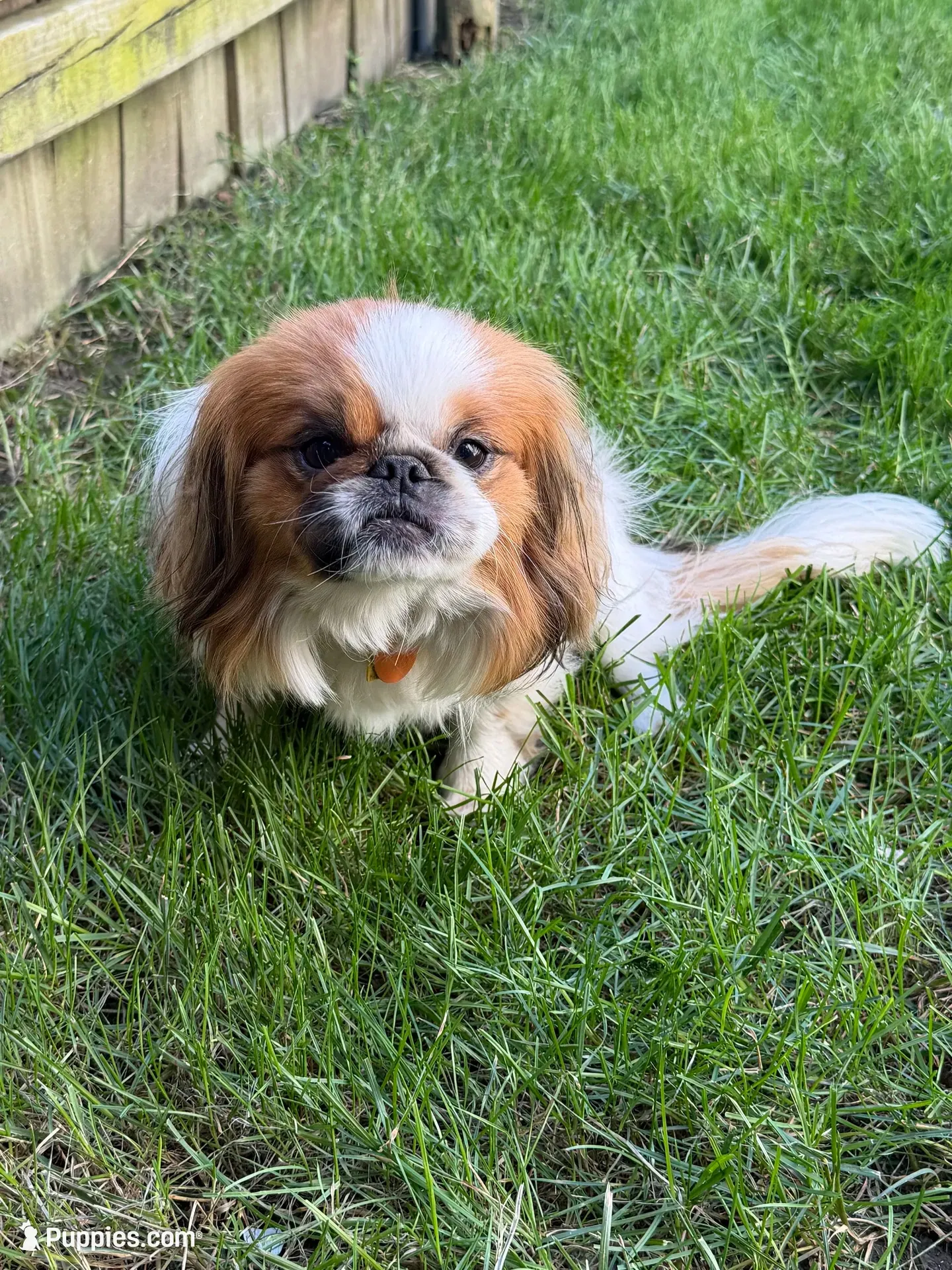 Smooky, a male Pekingese for sale in Lees Summit, MO – 4 of 6