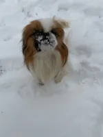 Smooky, a male Pekingese for sale in Lees Summit, MO – 3 of 6
