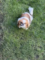 Smooky, a male Pekingese for sale in Lees Summit, MO – 5 of 6