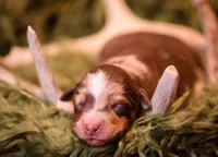 Patton, a male Miniature Australian Shepherd for sale in Romney, WV – Photo 1 of 8