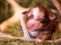 Patton, a male Miniature Australian Shepherd for sale in Romney, WV – Photo 2 of 8