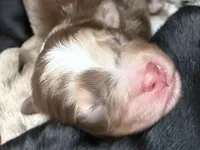 Patton, a male Miniature Australian Shepherd for sale in Romney, WV – Photo 5 of 8