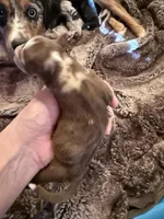 Patton, a male Miniature Australian Shepherd for sale in Romney, WV – Photo 4 of 8