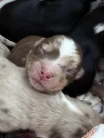 Patton, a male Miniature Australian Shepherd for sale in Romney, WV – Photo 3 of 8