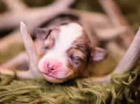 Preston, a male Miniature Australian Shepherd for sale in Romney, WV – Photo 2 of 5