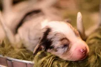 Preston, a male Miniature Australian Shepherd for sale in Romney, WV – Photo 1 of 5