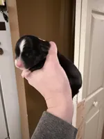 Poppy, a female Miniature Australian Shepherd for sale in Romney, WV – Photo 1 of 5