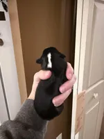 Poppy, a female Miniature Australian Shepherd for sale in Romney, WV – Photo 5 of 5