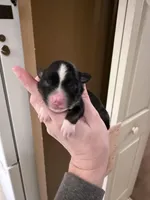 Poppy, a female Miniature Australian Shepherd for sale in Romney, WV – Photo 2 of 5