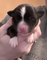 Pip, a female Miniature Australian Shepherd for sale in Romney, WV – Photo 2 of 6