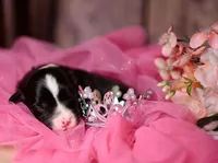 Pip, a female Miniature Australian Shepherd for sale in Romney, WV – Photo 1 of 6