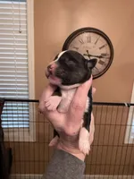 Pip, a female Miniature Australian Shepherd for sale in Romney, WV – Photo 5 of 6