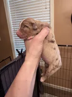 Porter, a male Miniature Australian Shepherd for sale in Romney, WV – Photo 8 of 8