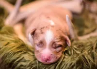 Porter, a male Miniature Australian Shepherd for sale in Romney, WV – Photo 1 of 8