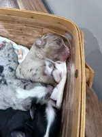 Porter, a male Miniature Australian Shepherd for sale in Romney, WV – Photo 6 of 8