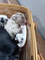 Porter, a male Miniature Australian Shepherd for sale in Romney, WV – Photo 5 of 8