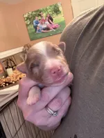 Porter, a male Miniature Australian Shepherd for sale in Romney, WV – Photo 4 of 8