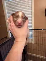 Porter, a male Miniature Australian Shepherd for sale in Romney, WV – Photo 7 of 8