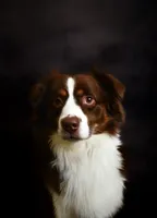 Perry, a male Miniature Australian Shepherd for sale in Romney, WV – Photo 2 of 3