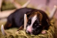 Perry, a male Miniature Australian Shepherd for sale in Romney, WV – Photo 1 of 3