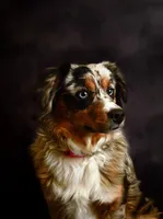 Perry, a male Miniature Australian Shepherd for sale in Romney, WV – Photo 3 of 3