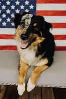 Willow, a female Miniature Australian Shepherd for sale in Romney, WV – Photo 3 of 6