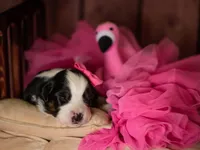 Willow, a female Miniature Australian Shepherd for sale in Romney, WV – Photo 2 of 6