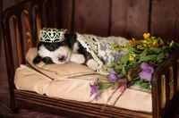 Willow, a female Miniature Australian Shepherd for sale in Romney, WV – Photo 1 of 6