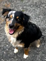 Willow, a female Miniature Australian Shepherd for sale in Romney, WV – Photo 6 of 6